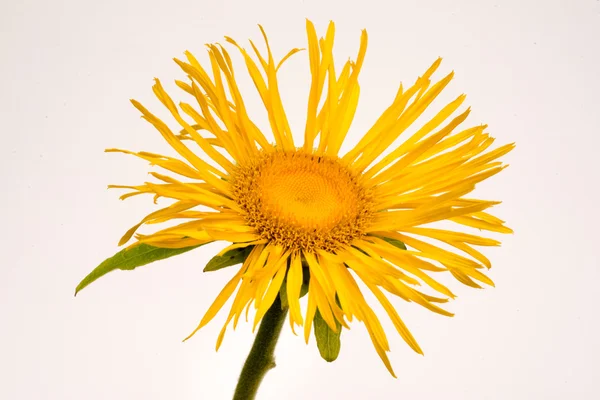 Inula helenium na bílém pozadí — Stock fotografie