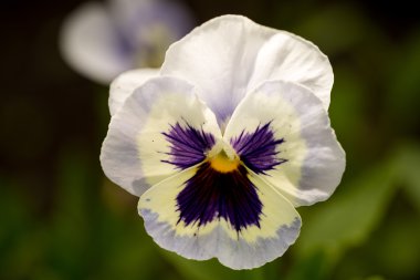 Beyaz arka plan üzerinde Inula helenium