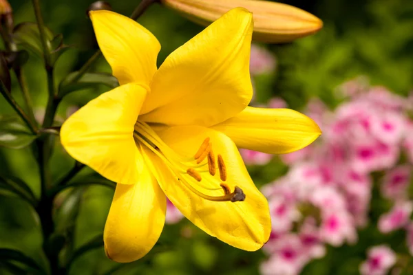 Yellow asiatic lily in flower garden — Stock Photo, Image