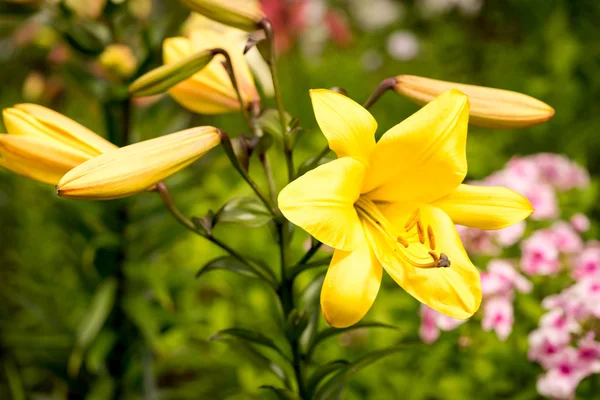 Yellow asiatic lily in flower garden — Stock Photo, Image