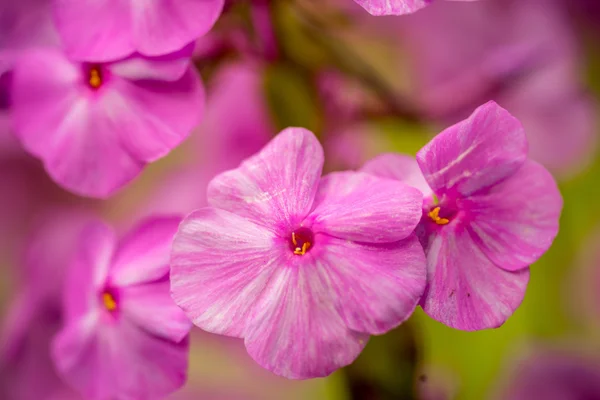 フロックスの花クローズ アップ ビュー — ストック写真