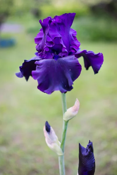 Blue iris flower on natural background — Φωτογραφία Αρχείου