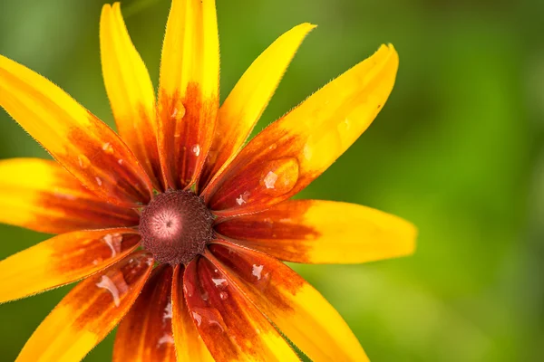 Bright orange and yellow rudbeckia flower in the garden macro shot. with blurred natural green background and copyspace for your text.