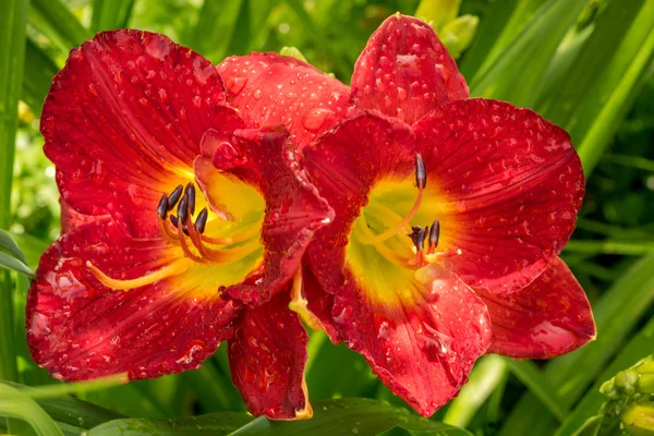 Two bright red day lilies in a garden — Stock fotografie