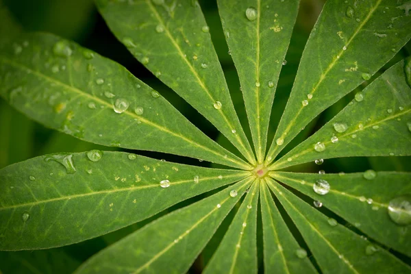 Lupine folhas com gotas de orvalho — Fotografia de Stock