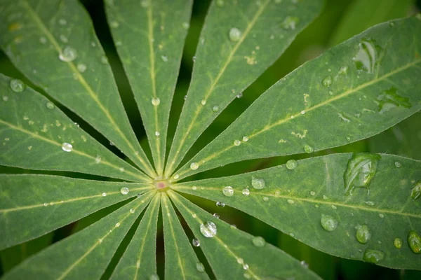 Lupine liści z kroplami rosy — Zdjęcie stockowe