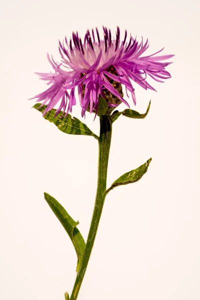Knapweed květ na bílém pozadí — Stock fotografie