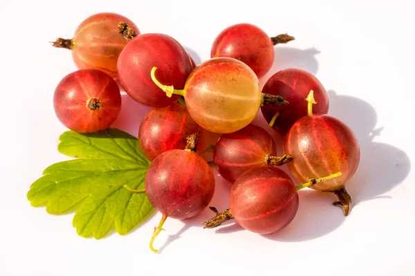 Rote reife Stachelbeere mit Blatt isoliert auf weißem Hintergrund — Stockfoto