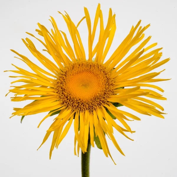 Žlutý květ Inula izolovaných na bílém pozadí — Stock fotografie
