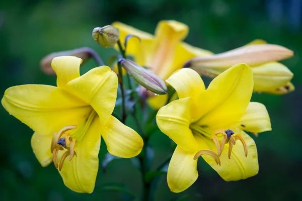 Żywy żółty kolorowy bukiet kwiatów lilii azjatyckich — Zdjęcie stockowe