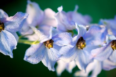 Harika delphinium mavi çiçekler