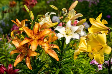 Turuncu, sarı, beyaz renk lily çiçekler çiçek bahçede grup