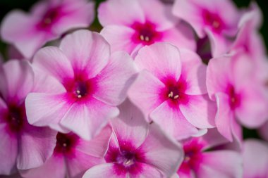 Bright pink phlox close up