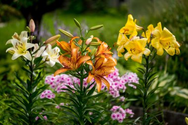 Turuncu, sarı, beyaz renk lily çiçekler çiçek bahçede grup