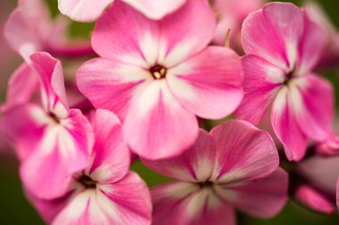 Çok yıllık phlox (Phlox paniculata - Laura) güneşli bir bahçede büyüyen