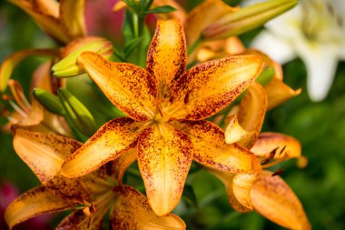 Turuncu lily çiçekler çiçek bahçesinde