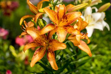 Turuncu lily çiçekler çiçek bahçesinde