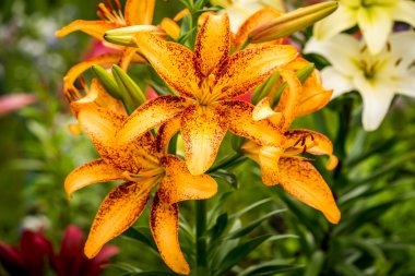 parlak turuncu lilyum bahçede Grup