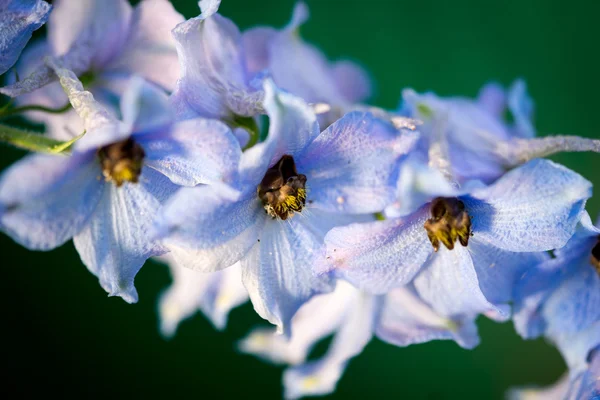 Underbara delphinium blå blommor — Stockfoto