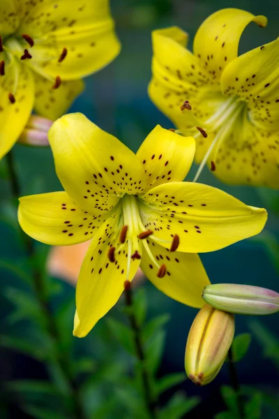 Flores de lírio amarelo no jardim — Fotografia de Stock