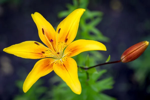 Flores de lírio amarelo no jardim — Fotografia de Stock