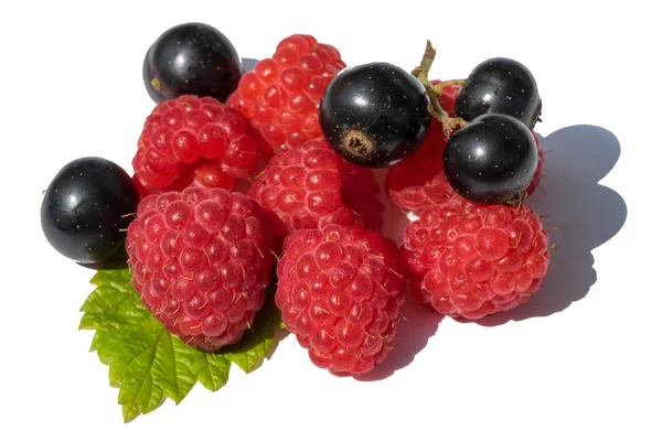 Kleine groep van rasberries en zwarte krenten met verse groene leaf op witte achtergrond — Stockfoto