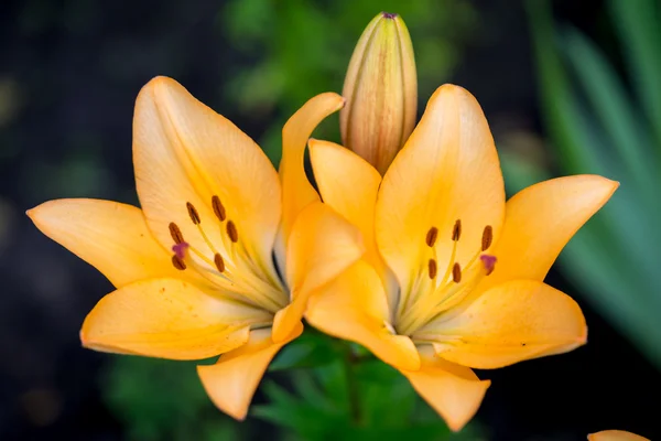 Žluté lilie květiny v zahradě — Stock fotografie