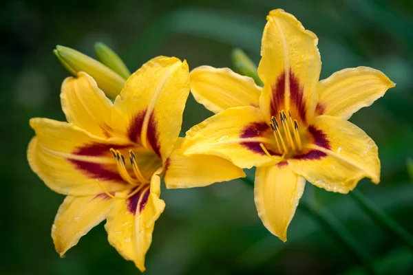 Zwei schöne hemerocallis, gelbe Blume — Stockfoto