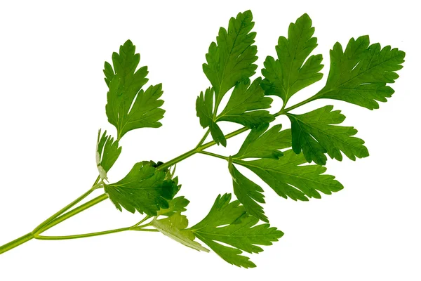 Parsley isolated on white — Stock Photo, Image