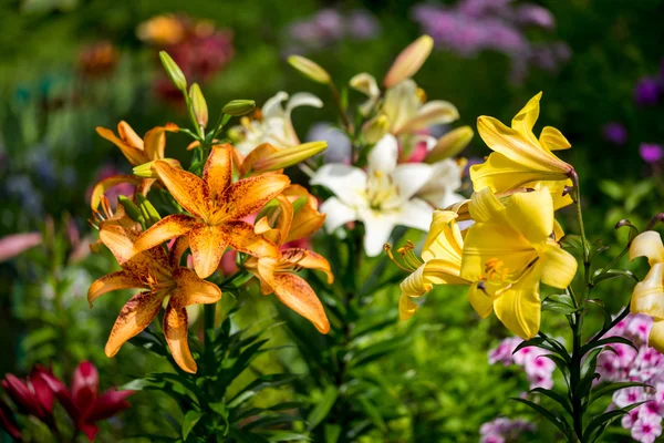 Skupina, oranžová, žlutá, bílá barva květu lilie květiny v zahradě — Stock fotografie
