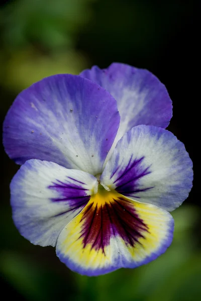 Flor violeta pantanosa em um fundo natural — Fotografia de Stock