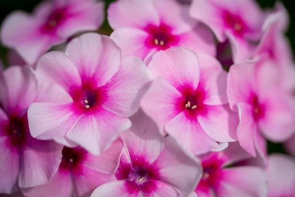 Bright pink phlox close up — Zdjęcie stockowe