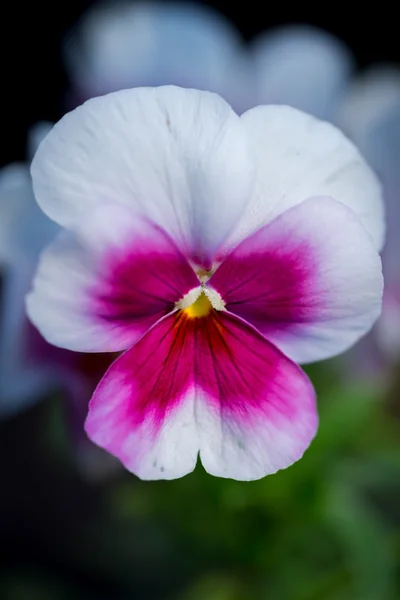 Maceška fialová květina na přirozené pozadí — Stock fotografie