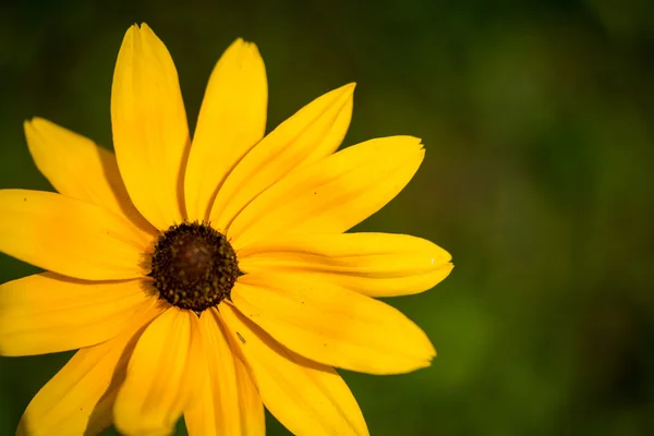Fiore selvatico susan dagli occhi neri giallo da vicino — Foto Stock