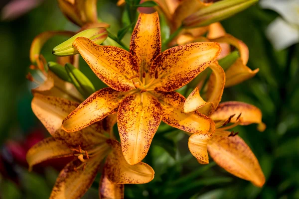 Flores de lírio laranja florescem no jardim — Fotografia de Stock