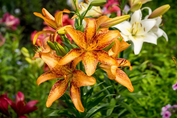 Group of orange, yellow, white color lily flowers blossom in the garden — Stock Photo, Image