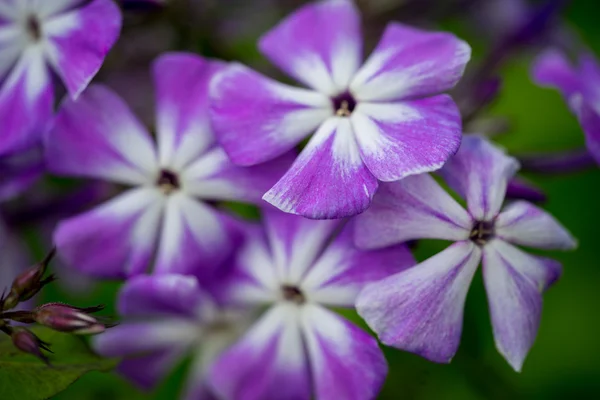 Luminoso phlox giardino blu — Foto Stock