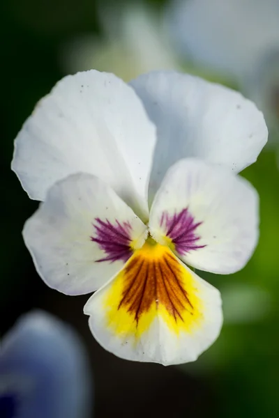 Pansy фиолетовый цветок на естественном фоне — стоковое фото