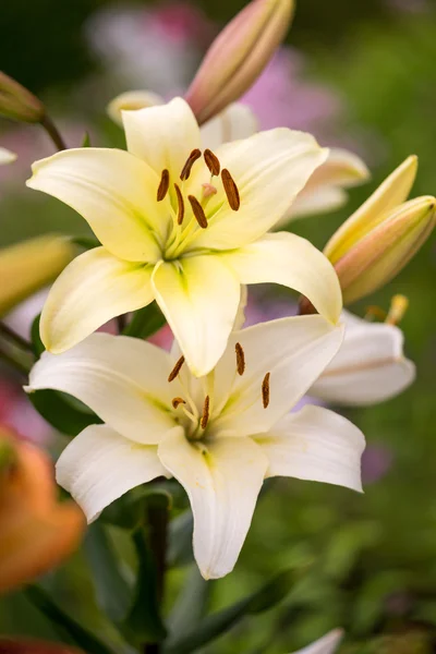 Two yellow lily flowers in the garden — Stock Photo, Image