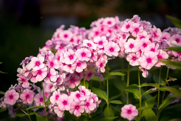 Flor rosa Phlox - gênero de plantas herbáceas floridas com belo bokeh, foco seletivo — Fotografia de Stock