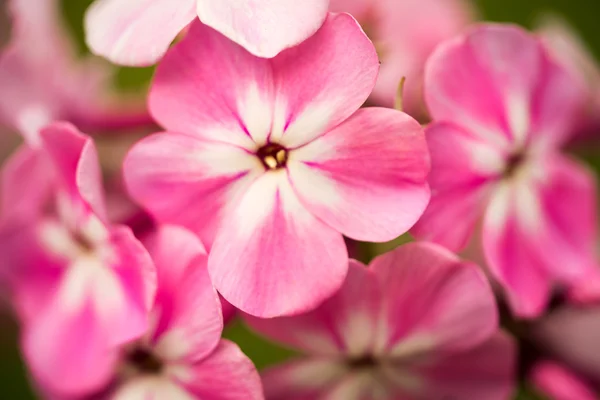 Çok yıllık phlox (Phlox paniculata - Laura) güneşli bir bahçede büyüyen — Stok fotoğraf