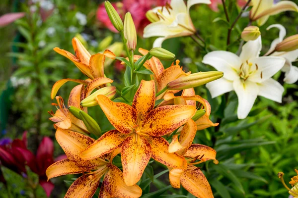 Grupo de flores de lirio de color naranja, amarillo, blanco florecen en el jardín —  Fotos de Stock