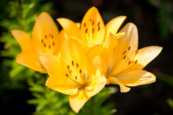 Flores de lírio amarelo no jardim — Fotografia de Stock