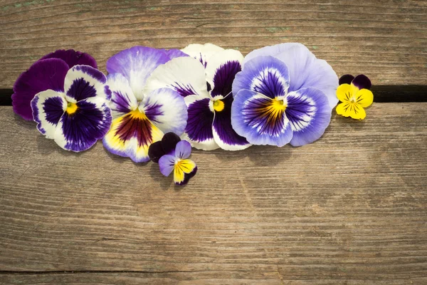 Close-up of colorful heartease flowers on an old cracked wooden table background. Concept of congratulations, Copyspace for your text. — Stockfoto