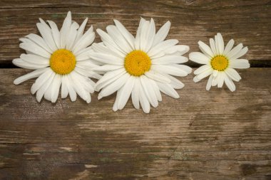 boşaltmak ahşap bir zemin üzerine üç papatya çiçeği.