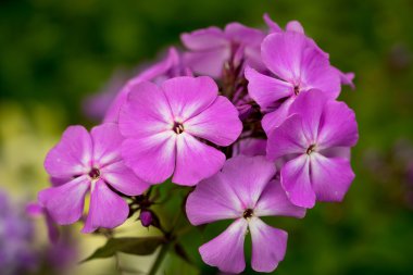 çiçek açan phlox paniculata, polemoniaceae