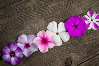 row of flowers phloxes on a wooden background, closeup top view with copy space for your congratulations text clipart