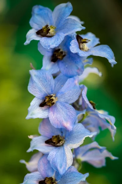 Blauw gekleurde Delphinium bloemen — Stockfoto