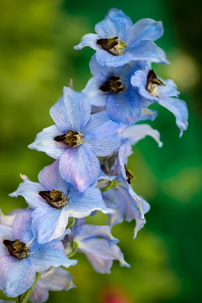 Niebieski Delphinium kolorowe kwiaty — Zdjęcie stockowe