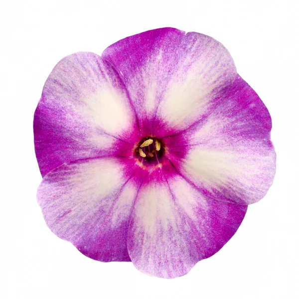 Studio Shot of Violet and Grey Colored Phlox Isolated on White Background. Large Depth of Field (DOF). Macro. — ストック写真